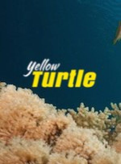 Yellow Turtle