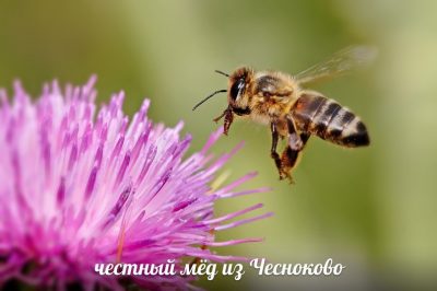 Честный мёд из Чесноково